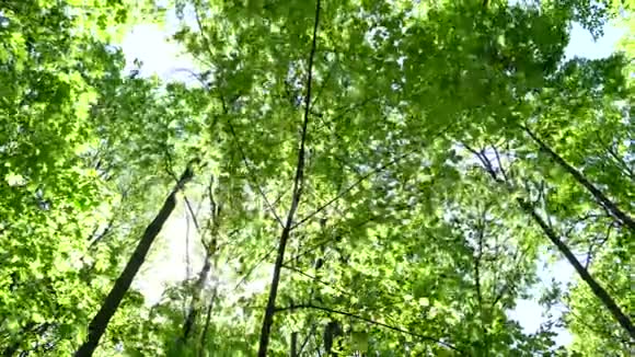 有明亮的午后阳光和光线的树冠视频的预览图