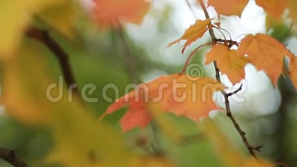 秋天的风景鲜艳的黄色枫叶在风中颤抖视频的预览图