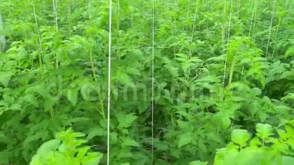 天然西红柿种植视频的预览图