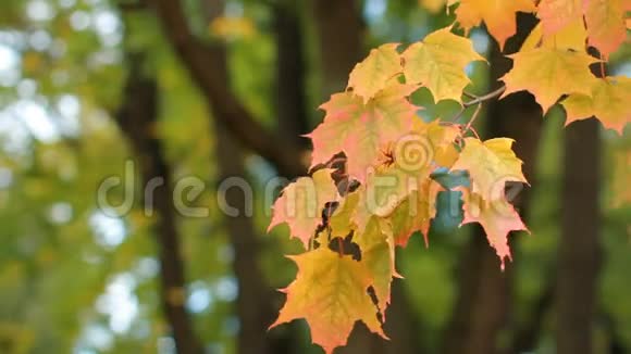秋天的风景鲜艳的黄色枫叶在风中颤抖视频的预览图