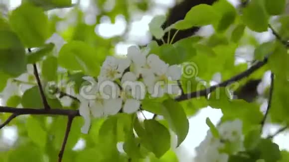 园中开花的果树视频的预览图