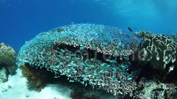在印度尼西亚的自私和珊瑚视频的预览图
