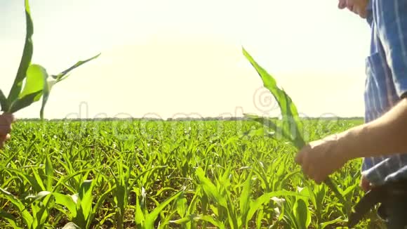 玉米两个农民穿过他的田地走向镜头慢动作视频玉米地农业玉米老农视频的预览图