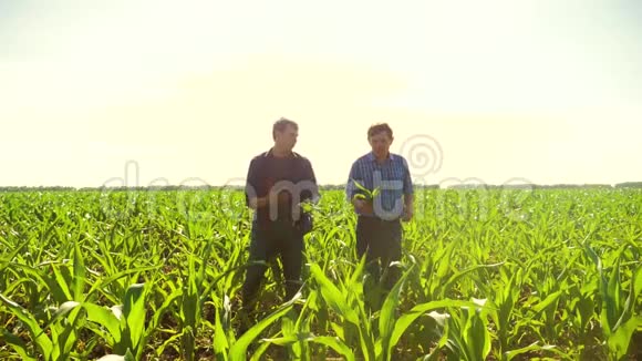 玉米两个农民穿过他的田地走向镜头慢动作视频玉米地农业玉米老农视频的预览图