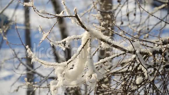 树枝上覆盖着雪视频的预览图