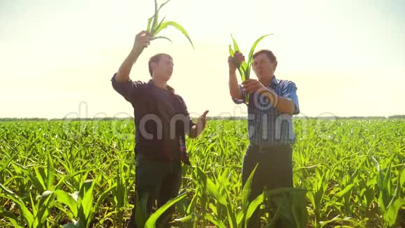 玉米两个农民穿过他的田地走向镜头慢动作视频玉米地农业玉米农民视频的预览图