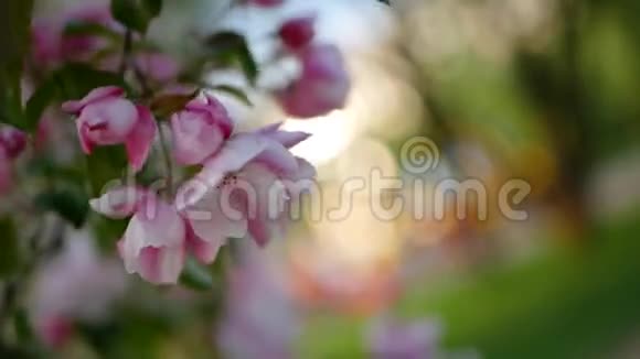 盛开的苹果树春天公园里阳光明媚的一天视频的预览图