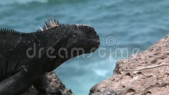 加拉帕戈斯群岛岩石海岸的伊瓜纳视频的预览图