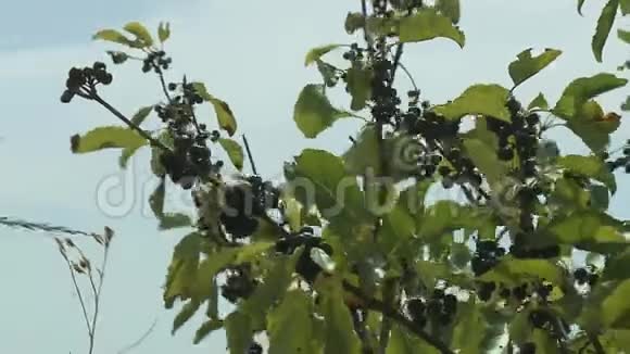 夏天树枝上的果实视频的预览图