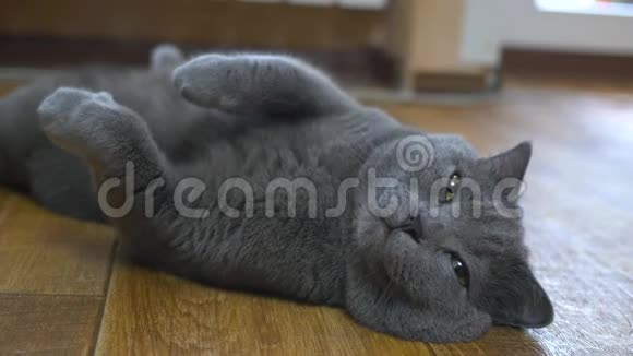 英国猫躺在地板上试图睡觉快乐猫视频的预览图