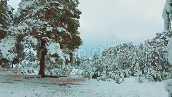 美丽的冬季景观与日落在森林中树圣诞运动稳定冬季覆盖的森林视频的预览图