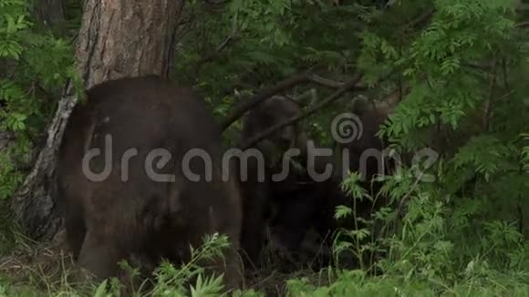 棕色熊在森林里视频的预览图