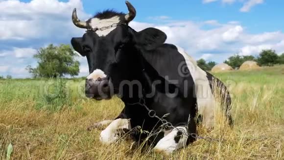 牛躺在草地上吃草视频的预览图