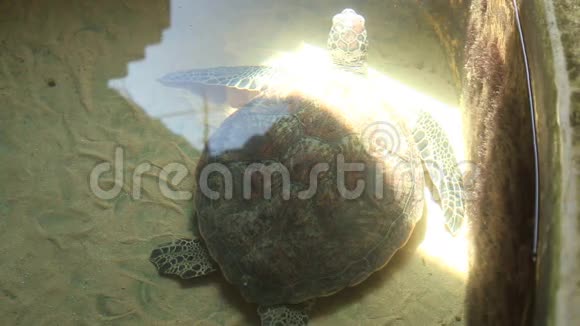 斯里兰卡保护区的游泳池成人海龟视频的预览图