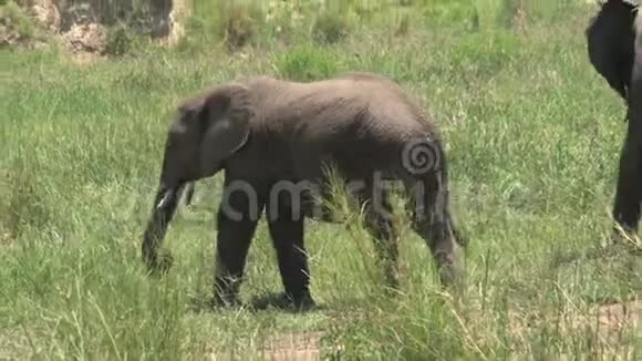 非洲大象小牛在草原上放牧视频的预览图
