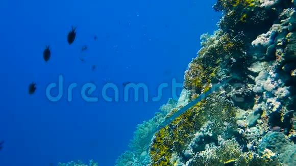 色彩斑斓的珊瑚礁中的热带鱼群视频的预览图
