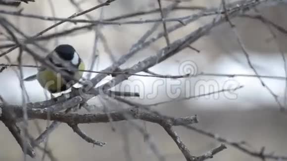 冬天的鸟在树枝上视频的预览图