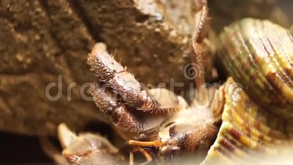 隐士蟹挣扎着爬上岩石视频的预览图