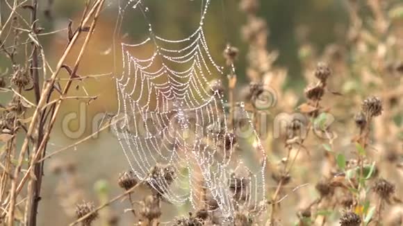 蜘蛛网在黑暗的森林晨露晨露沉默和平极乐视频的预览图