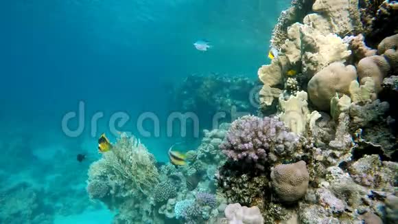海底生活美丽的珊瑚礁视频的预览图