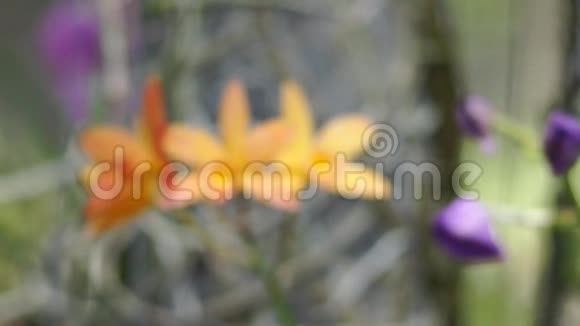 花园里美丽的兰花视频的预览图