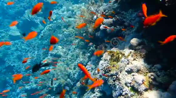 色彩斑斓的珊瑚礁中的热带鱼群视频的预览图