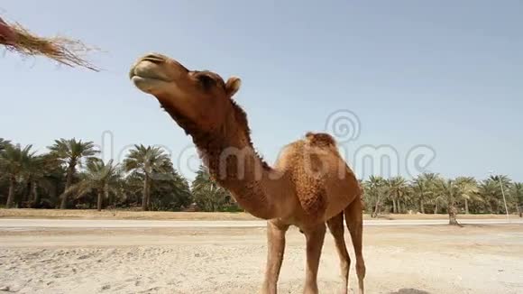 沙漠中的骆驼视频的预览图