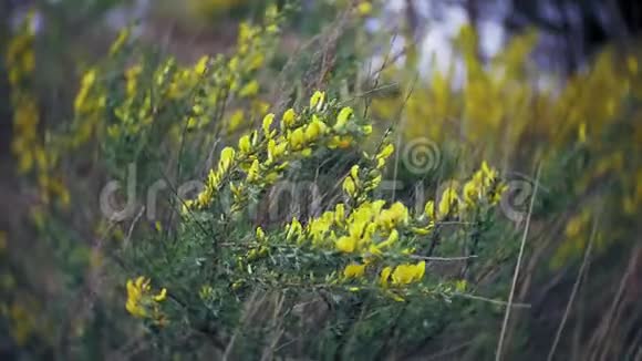 果蝇春天的黄花在森林里视频的预览图