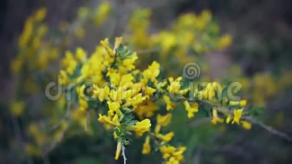 果蝇春天的黄花在森林里视频的预览图
