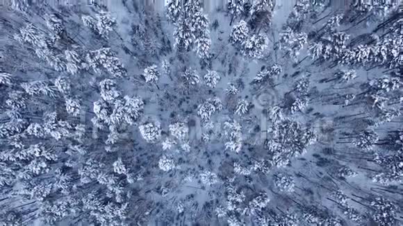 西伯利亚的冬季景观视频的预览图