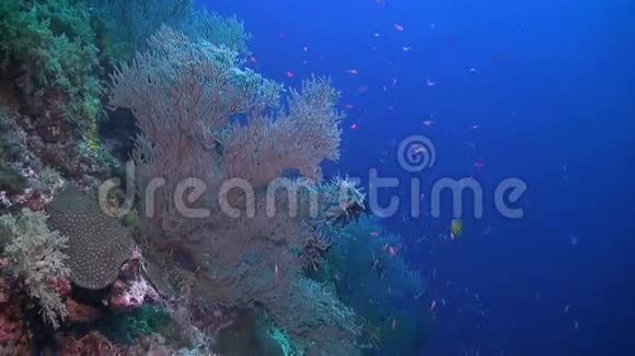 菲律宾的珊瑚礁视频的预览图