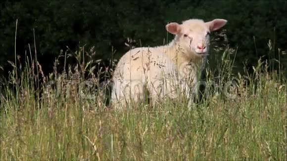 大自然中的白羊视频的预览图