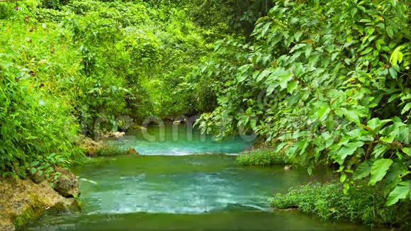 丛林中的小溪视频的预览图