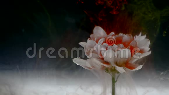 色彩斑斓的混合墨水的美丽花朵视频的预览图
