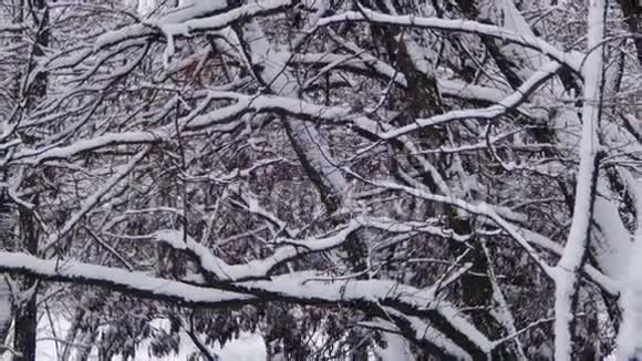 带雪树的冬季森林视频的预览图