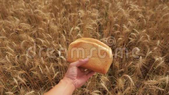 人在麦田里捧着一个金色的面包慢动作视频小麦领域的成功农学家收获时间视频的预览图
