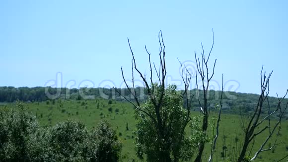 绿色的树木与蓝天视频的预览图