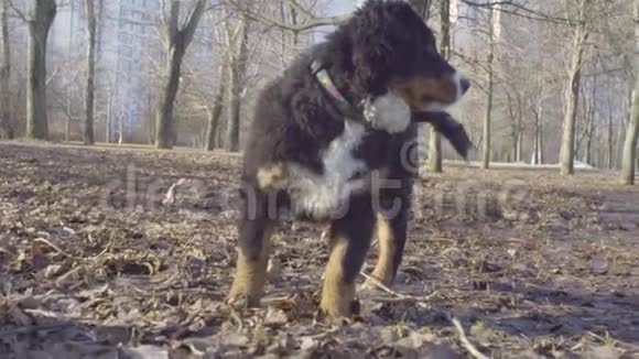 伯尼斯牧羊犬小狗在公园里散步视频的预览图