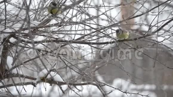 冬天的鸟在树枝上视频的预览图