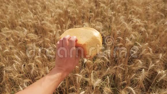人们在小麦的生活方式领域里拿着一个金色的面包慢动作视频小麦领域的成功农学家视频的预览图