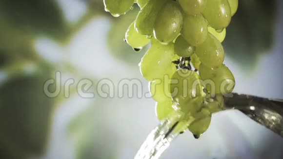 洗一串新鲜健康的绿色葡萄视频的预览图