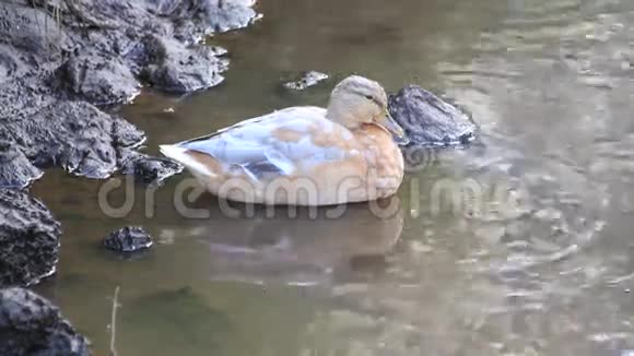 池塘里的母鸭视频的预览图