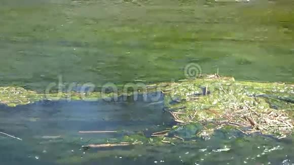 波在池塘上视频的预览图