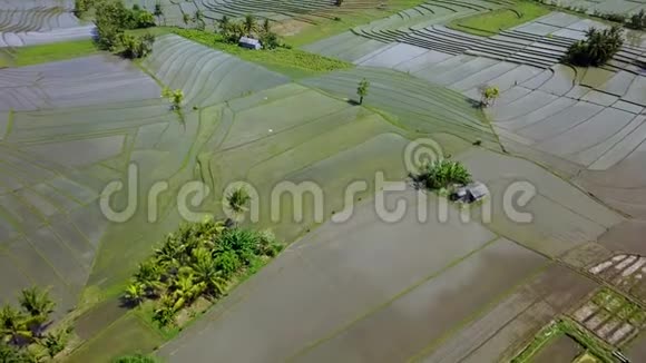 巴厘岛稻田鸟瞰图视频的预览图