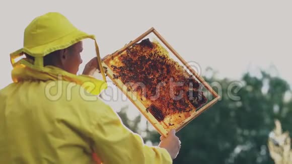 养蜂人在晴天采蜜前检查木架视频的预览图