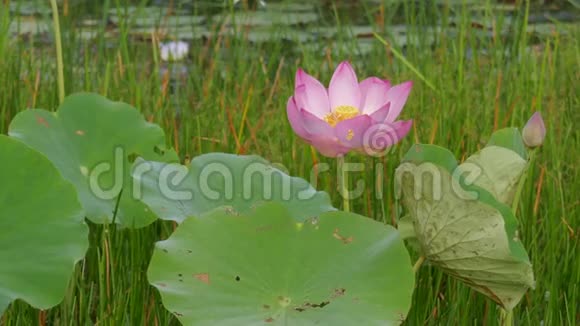 美丽的莲花视频的预览图