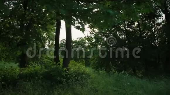 绿色夏林自然4K视频的预览图
