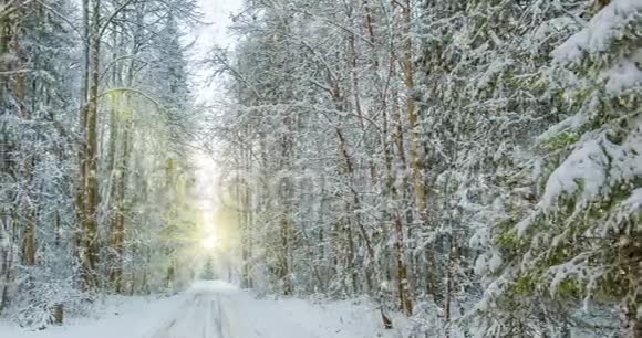 电影4k冬季森林降雪循环视频的预览图