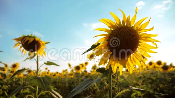 美丽的向日葵和眦野的黄花背景上的蓝天景观慢速视频视频的预览图