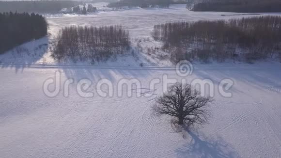 树冬野克里木尔达拉托航空无人机顶视图4KUHD视频视频的预览图